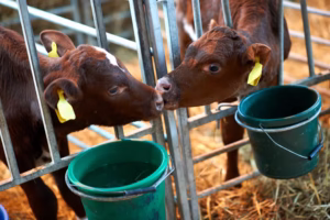 Fotografía de animales del ganado de una granja al aire libre tomando agua de bebederos adquiridos en Stock Agropecuario.