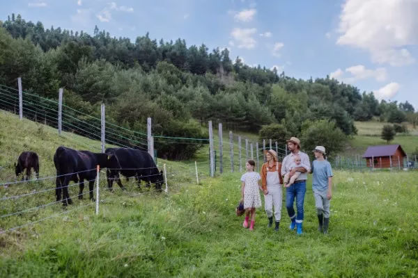 Fotografía de ganado dentro de cercas eléctricas y una familia caminando en el pasto frente a la cerca.