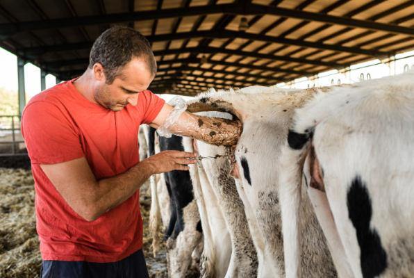 Fotografía de un hombre de camisa roja examinando a una vaca durante proceso de genética y mejoramiento animal.
