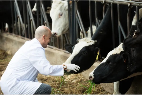 Fotografía de un hombre capacitado examinando a una vaca color blanco con negro usando guantes veterinarios.