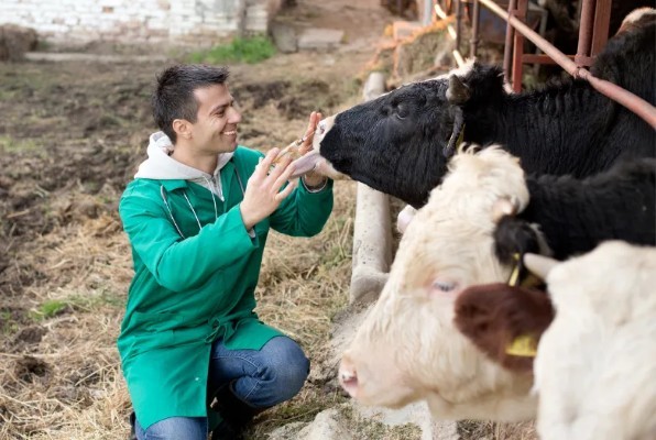 Fotografía de un veterinario a punto de inyectar a una vaca utilizando las jeringas y agujas de Stock Agropecuario.