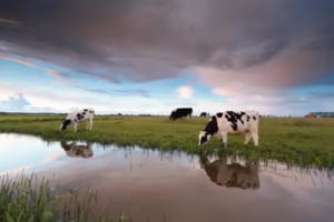Cuánto come una vaca al día: Fotografía de lado de vacas color blanco con manchas color negro comiendo.