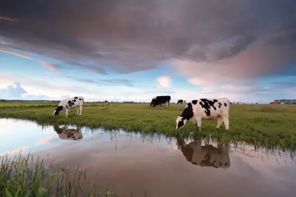 Cuánto come una vaca al día: Fotografía de lado de vacas color blanco con manchas color negro comiendo.