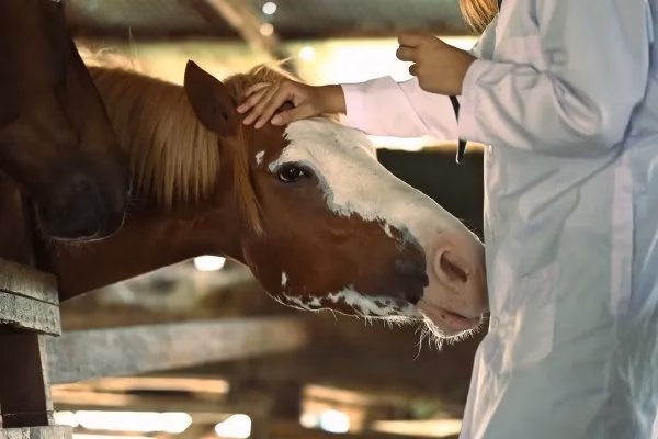 Accesorios para caballos: Fotografía de un caballo color café con manchas color blanco siendo acariciado por una persona.