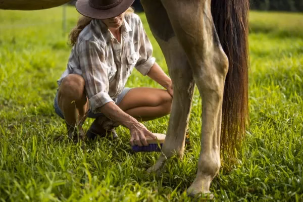 Accesorios para caballos: Fotografía de una mujer revisando las patas de un caballo color café con manchas color blanco.
