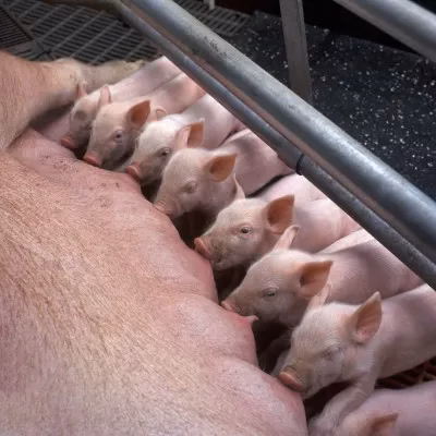 Inseminación artificial porcina: Fotografía desde arriba de crías de cerdo color rosa alimentándose de su mamá.