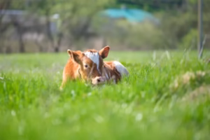 Inseminación artificial en bovinos: Fotografía de un bovino color café con blanco acostado en el pasto.