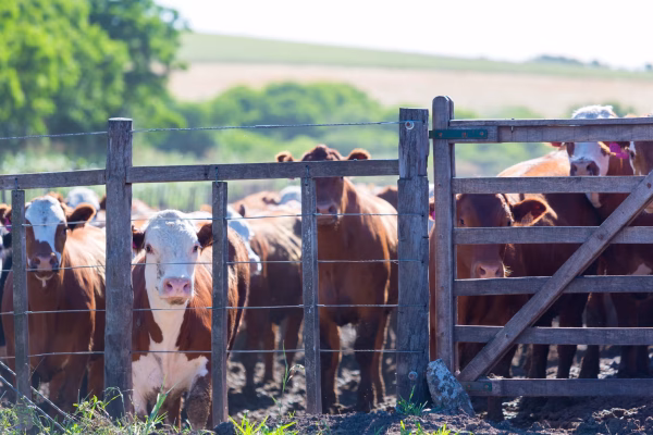 Ganado bovino adquirido en el sitio web de Stock agropecuario guardado en los límites de una granja en el campo.
