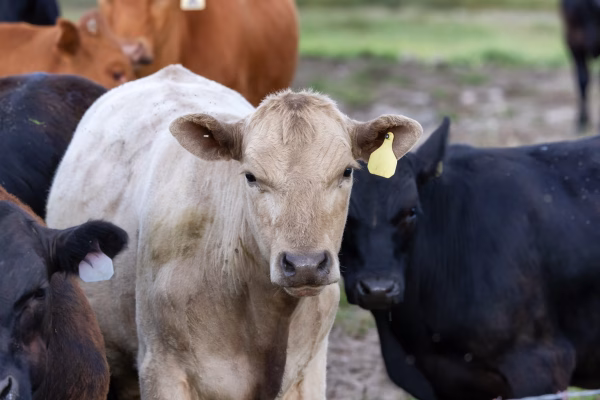 Fotografía de una vaca parte de ganado bovino mirando a la cámara en la granja en el campo durante el día.